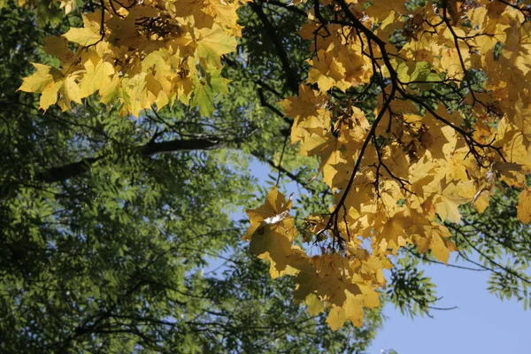 Een Herfst Plant Boom — Stockfoto