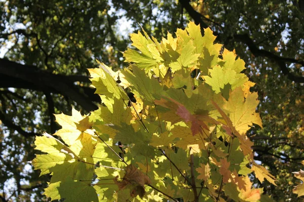 Een Herfst Plant Boom — Stockfoto