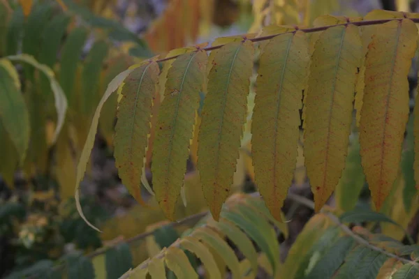 Een Herfst Plant Boom — Stockfoto