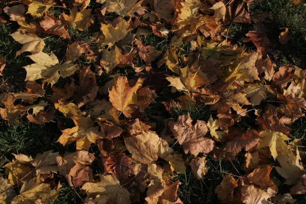 Een Herfst Plant Boom — Stockfoto