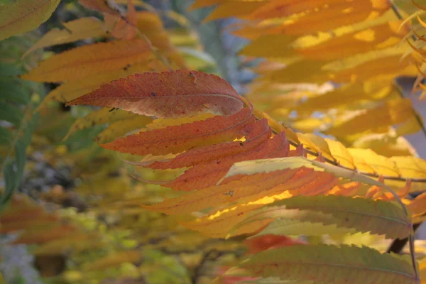 Une Plante Automne Sur Arbre — Photo