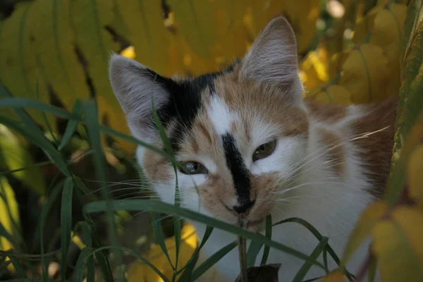 Eine Lustige Katze Herbstlichen Garten — Stockfoto