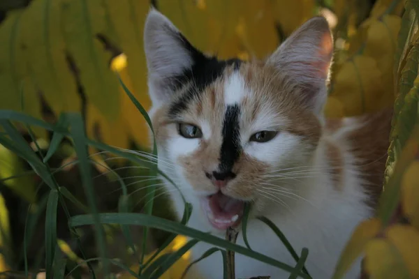 Eine Lustige Katze Herbstlichen Garten — Stockfoto