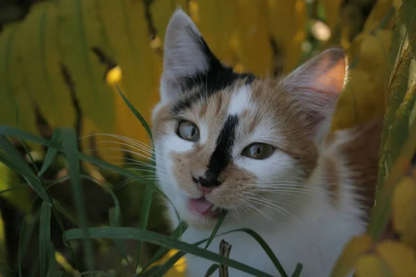 Eine Lustige Katze Herbstlichen Garten — Stockfoto