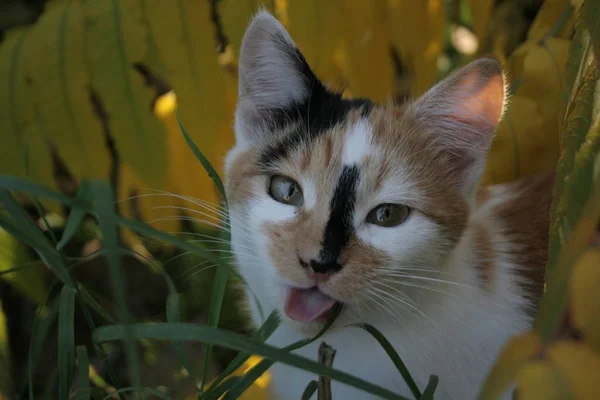 Eine Lustige Katze Herbstlichen Garten — Stockfoto