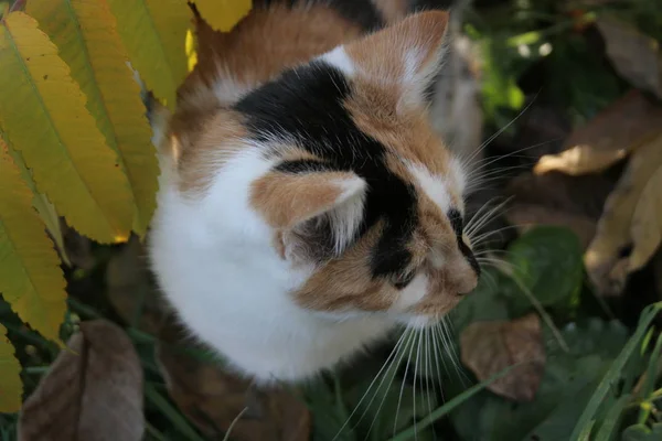 Eine Lustige Katze Herbstlichen Garten — Stockfoto