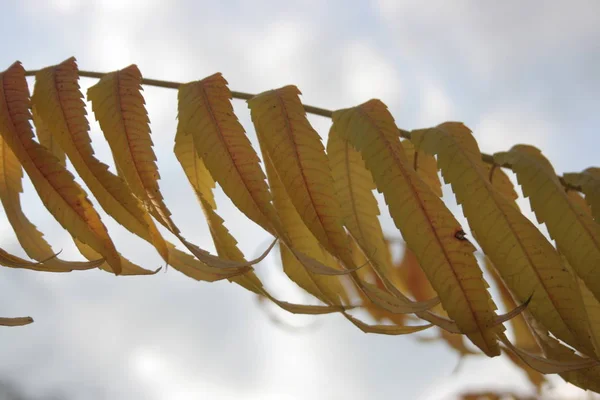 Podzimní Rostlina Stromě — Stock fotografie