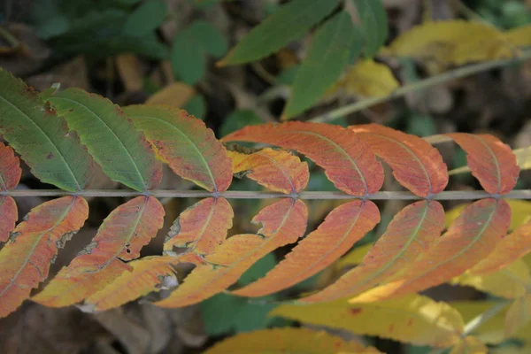 Una Pianta Autunnale Sull Albero — Foto Stock