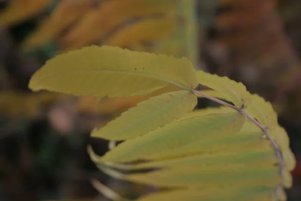 Een Herfst Plant Boom — Stockfoto