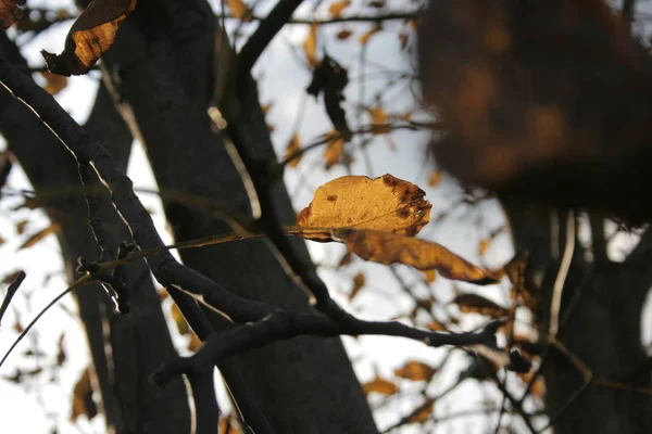 Een Herfst Plant Boom — Stockfoto