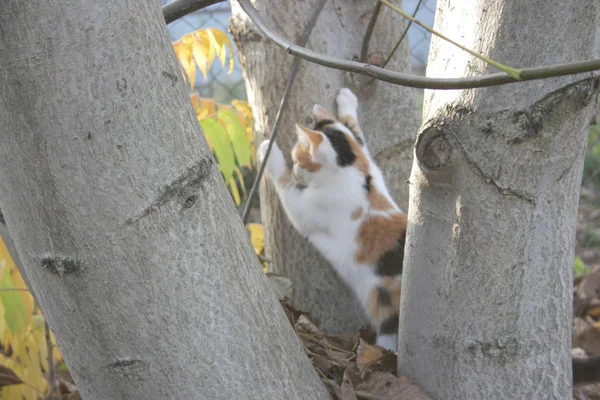 Gato Divertido Jardín Otoño —  Fotos de Stock