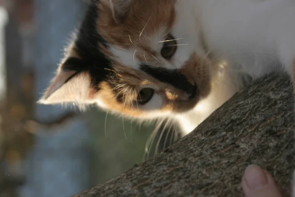 Eine Lustige Katze Herbstlichen Garten — Stockfoto