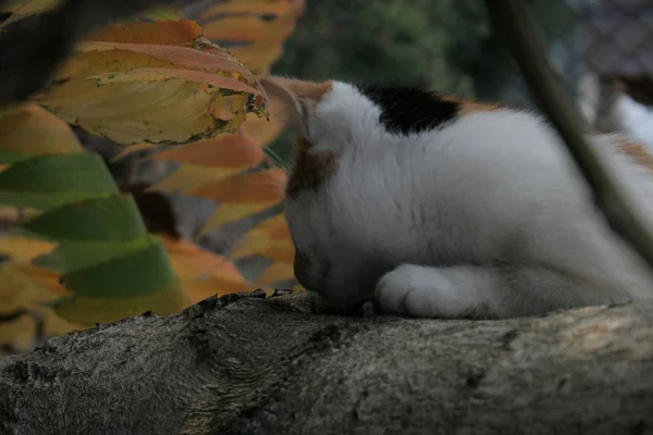 Gato Engraçado Jardim Outono — Fotografia de Stock