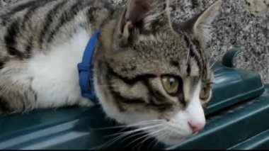 Gri arka plandaki güzel kedi