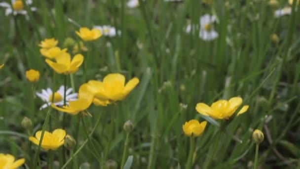 Kleurrijke Bloemen Het Gras — Stockvideo