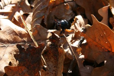 Sonbahar ormanının güzel doğası