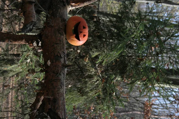 森の中のハロウィンカボチャ — ストック写真