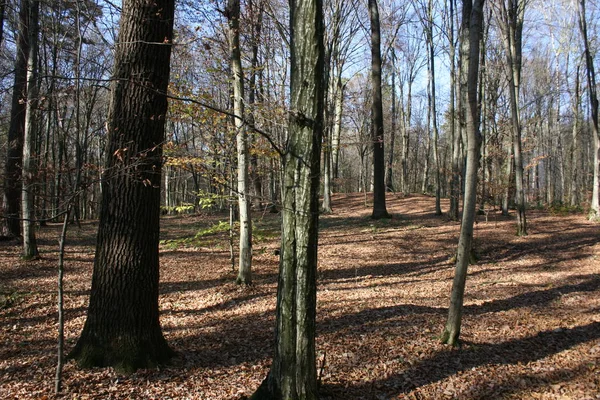 Den Vackra Naturen Höstskogen — Stockfoto