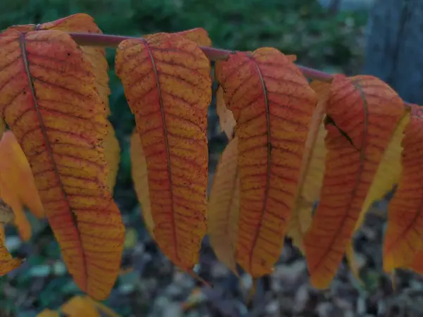 Les Plantes Orange Dans Jardin — Photo