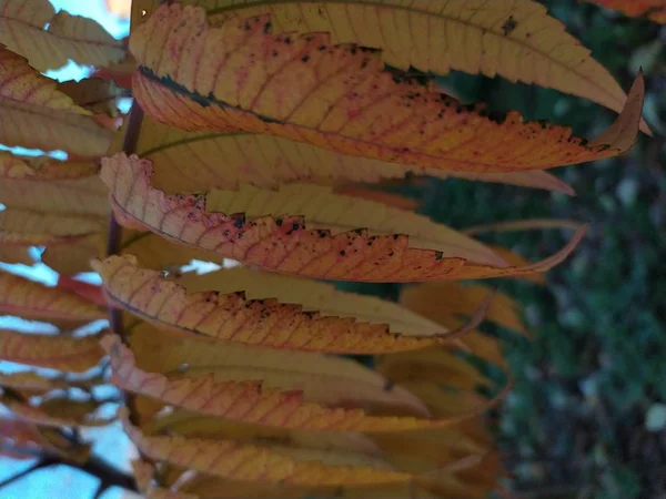 Les Plantes Orange Dans Jardin — Photo