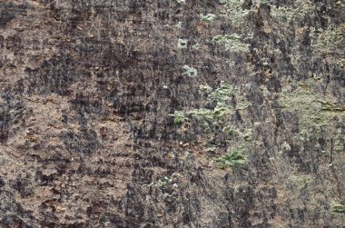 Tasarım ve dekorasyon için doğal desenli ahşap doku