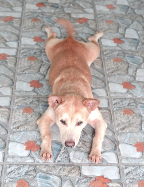 Schattig Malamute Pup Liegen Geïsoleerd Wit — Stockfoto