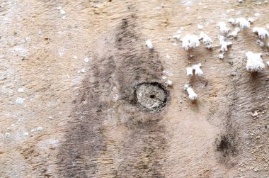 Boş eski ahşap doku arka plan dekorasyon