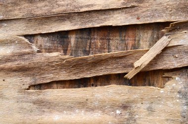 Boş eski ahşap doku arka plan dekorasyon