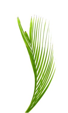 Beyaz arkaplanda izole edilmiş yeşil palmiye yaprağı