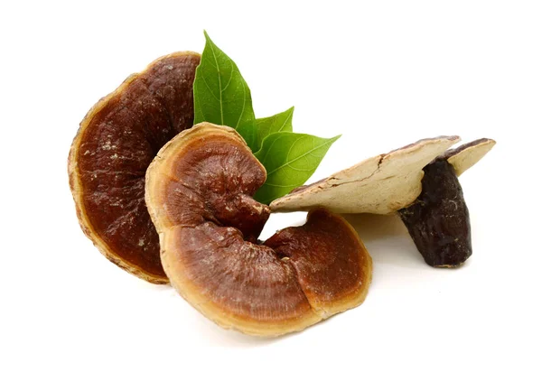 白い背景に隔離されたGanoderma Lucidumキノコ — ストック写真