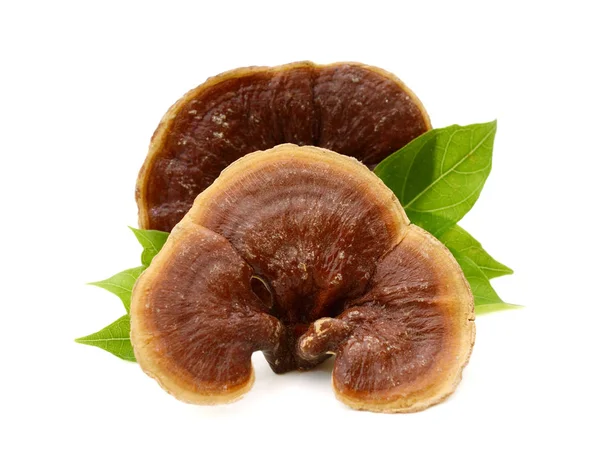 Ganoderma Lucidum Paddenstoel Geïsoleerd Witte Achtergrond — Stockfoto