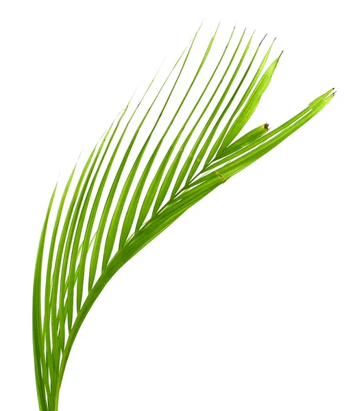 Green Leaf Palm Tree Isolated White Background — Stock Photo, Image