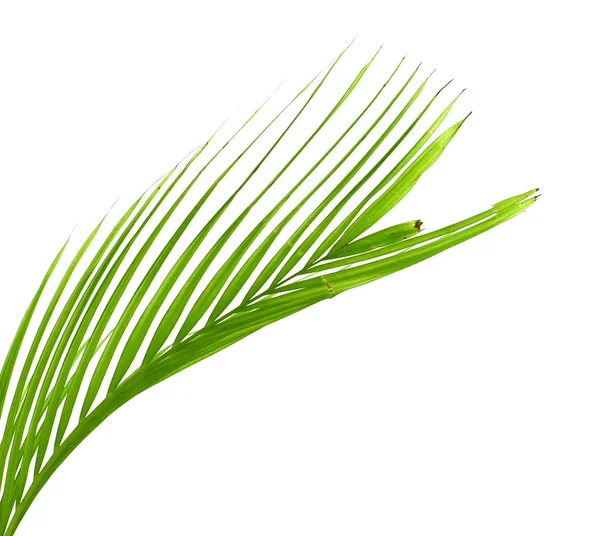 Green Leaf Palm Tree Isolated White Background — Stock Photo, Image