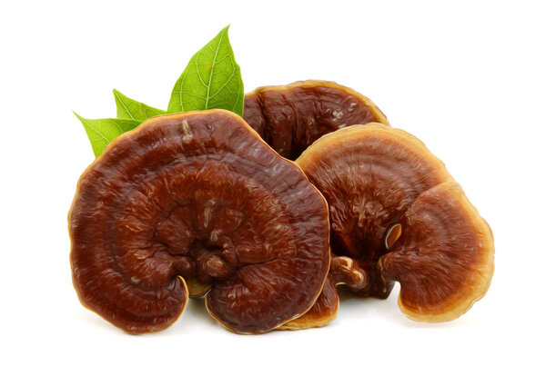Ganoderma lucidum isolated on the white background
