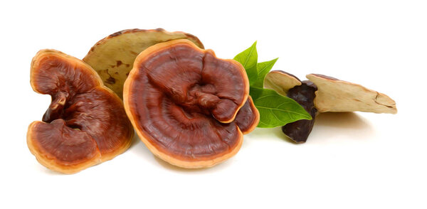 Ganoderma lucidum isolated on the white background