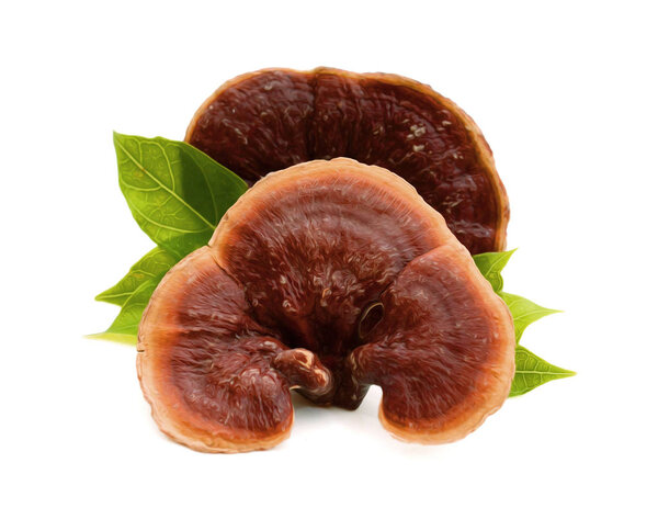 Top view of Ganoderma lucidum isolated on the white background.
