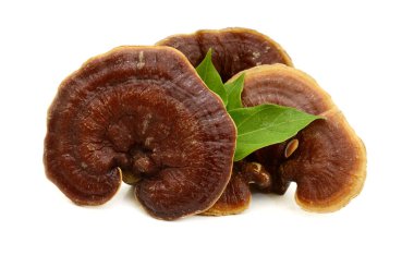 Reishi mantar izole beyaz arka plan üzerinde