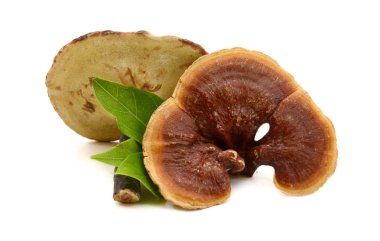 Ganoderma Lucidum Mantarı beyaz arka planda izole edildi