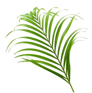 Beyaz arkaplanda yalıtılmış palmiye yaprakları