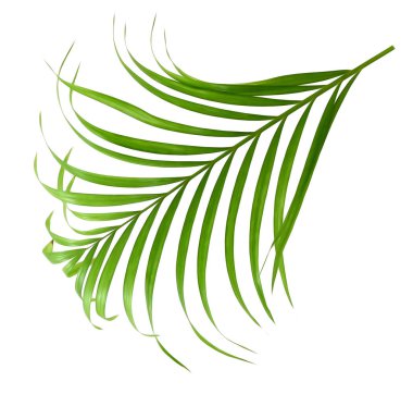 Beyaz arkaplanda yalıtılmış palmiye yaprakları