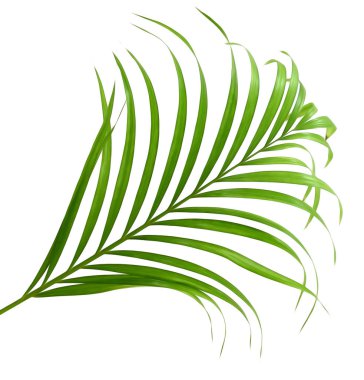 Palmiye yaprakları