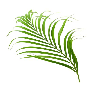 Beyaz arka plan güzel tropikal palmiye yaprağı