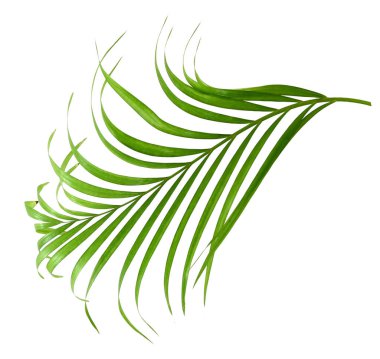 Beyaz arka plan güzel tropikal palmiye yaprağı