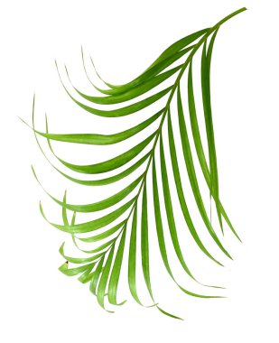 Palmiye ağacının yeşil yaprağı