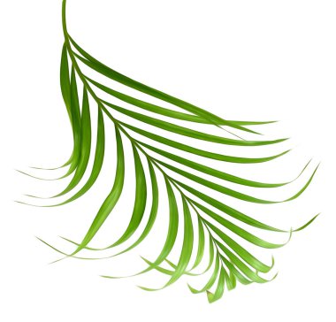 Palmiye ağacının yeşil yaprağı