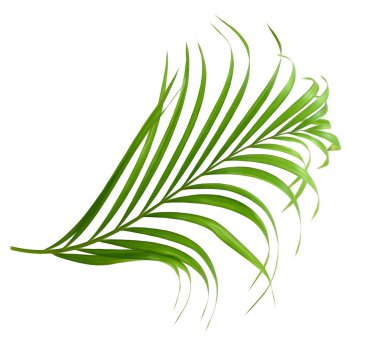 Beyaz arkaplanda yeşil palmiye yaprağı