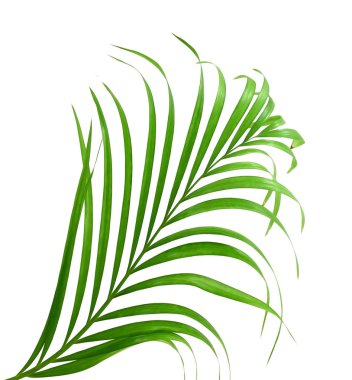 Beyaz arkaplanda yeşil palmiye yaprağı