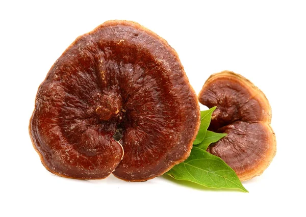 Ganoderma Lucidum Geïsoleerd Witte Achtergrond — Stockfoto