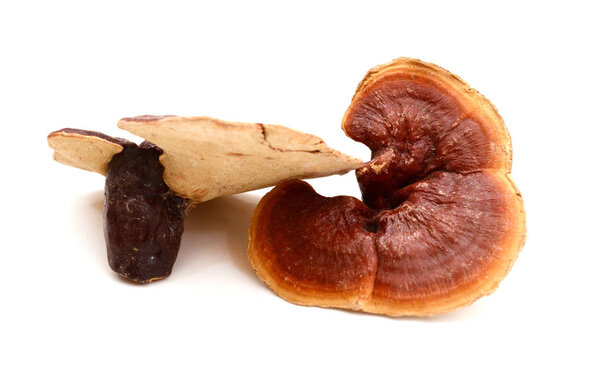 Ganoderma lucidum isolated on the white background.