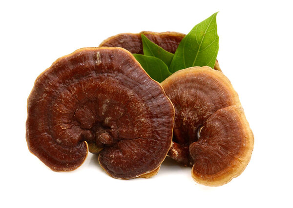 Ганодерма Lucidum изолированы на белом фоне